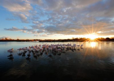 20171217 Flamants soleil parc