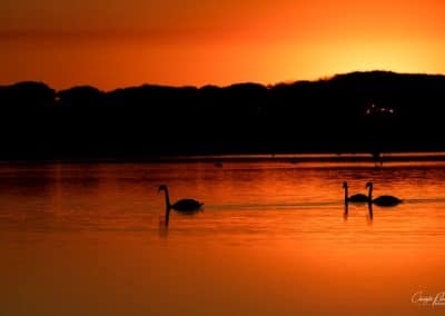 Blanchy cygne